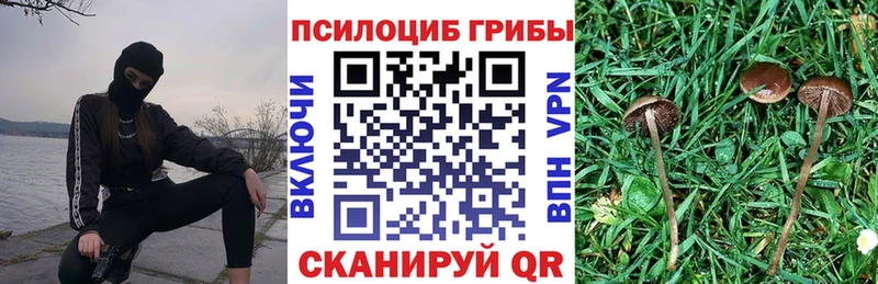 Псилоцибиновые грибы Psilocybe  Купить  Петушки 